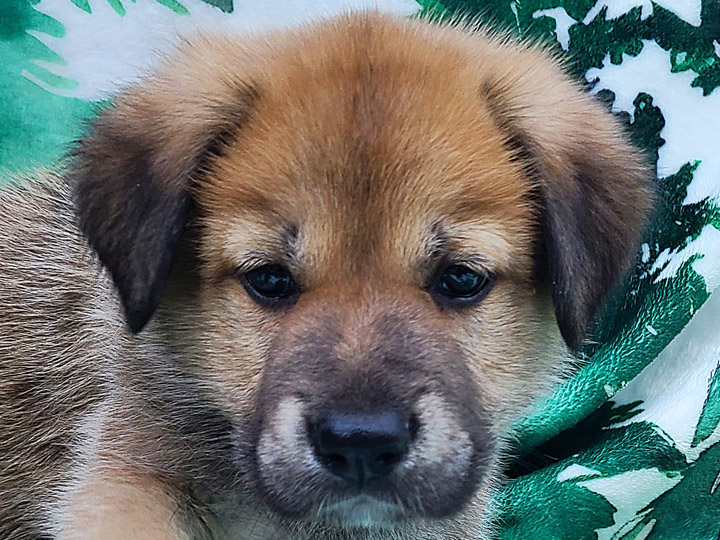 chinook puppy